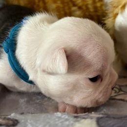 Royal blue colar - Black brindle and white male Boston Terrier puppy in Macon, Georgia from Whispering Willows