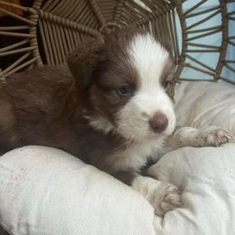 Brownie - Red tri-color male Australian Shepherd puppy in Grants Pass, Oregon from Carmel Mountain Aussies