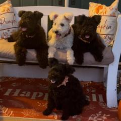 Pumik from Catherine Medina-DeVilliers