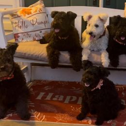 Pumik from Catherine Medina-DeVilliers