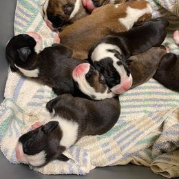 Boxer Puppies from Irish Celtic Boxer