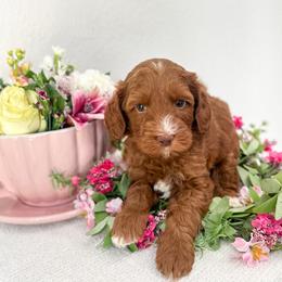 White Rabbit - Caramel red male Australian Labradoodle puppy in Palmdale, California from Pixie Doodle Paws