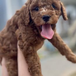 Cavapoo Puppies from The Doodle Den