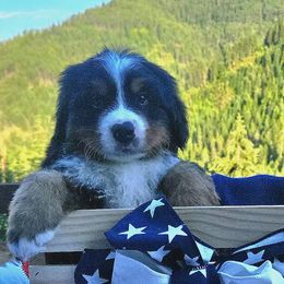 Bernese Mountain Dog puppies from Rusty Brows Berners