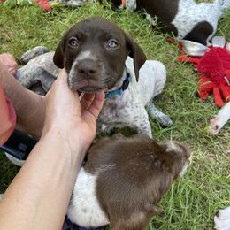 German Shorthaired Pointer Puppies from Jerri Ford