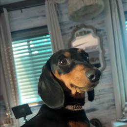Kenny - Dachshund