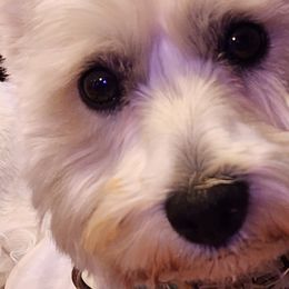 West Highland White Terriers from Langley's Moonshine Westies