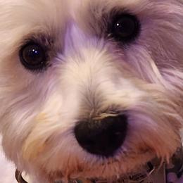West Highland White Terriers from Langley's Moonshine Westies