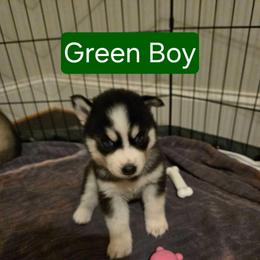 GREEN Boy RESERVED - Black and white male Siberian Husky puppy in Canton, Georgia from Mayhemhuskies