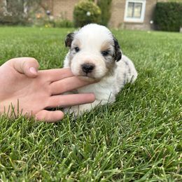 MAJOR - Blue merle male Australian Shepherd puppy in Vernal, Utah from Dancing M Kennels