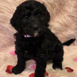 Aspen - Black and white female Bernedoodle puppy in Eatonville, Washington from Mt. Rainier Doodle Dogs