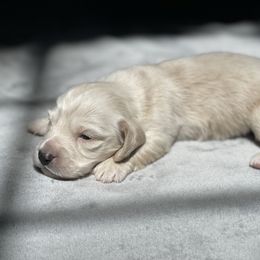 Male 1 - Cream male Dachshund puppy in Gainesville, Georgia from Emory Farms