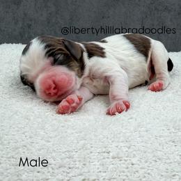 Mater - Chocolate male Australian Labradoodle puppy in Denton, Texas from Liberty Hill Labradoodles