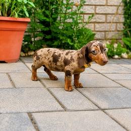 Bonnie - Dapple female Dachshund puppy in Boston, Massachusetts from London’s puppies