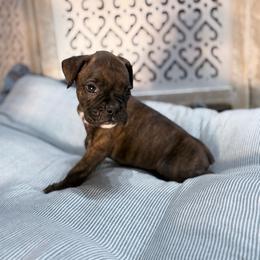 Boy 2 - Brindle male Boxer puppy in Prestonsburg, Kentucky from Diamond Standard Boxers