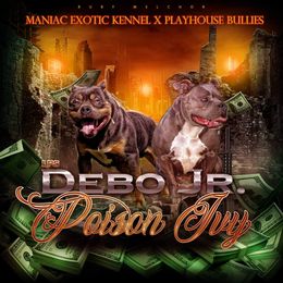 American Bully puppies from PlayHouse Bullies