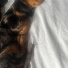 Dachshund and Miniature Schnauzer Puppies from The Bossy Doxie Farm