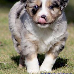 Miniature Australian Shepherd Puppies from Mutton Creek Aussies