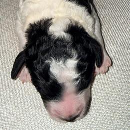 Ginger - Black and white female Bernedoodle puppy in Irmo, South Carolina from Kava Kennels