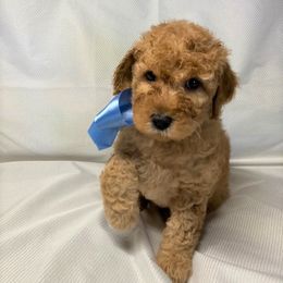 Goldendoodle Puppies from OnlyGoldendoodles