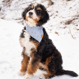 Pyper - Bernedoodle