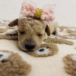 Cavapoo, Cockapoo, Goldendoodle, and Maltipoo Puppies from Perdue Puppies