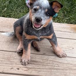 Cheq - Blue speckled female Australian Cattle Dog puppy in Billings, Montana from Sugarloaf French bulldogs and Australian cattle dogs