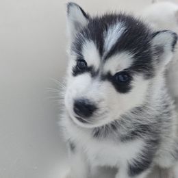 Pomsky Puppies from Peoria Pomskies