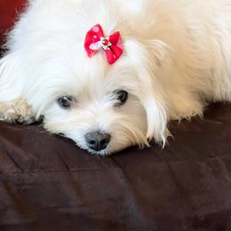 Chanel - Maltese