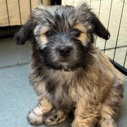 Kloe - Gold sable female Havana Silk Dog puppy in Marlboro, Vermont from Maplewood Silks