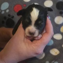Rollo - Black tri male Miniature Australian Shepherd puppy in Arlington, Texas from CopperHead Aussies