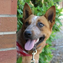 Tippy - Australian Cattle Dog