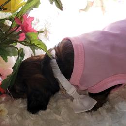 Dachshund Puppies from CLARK'S BREEDING PROGRAM
