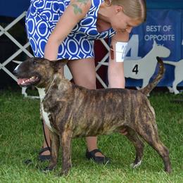 Fancy - Bull Terrier