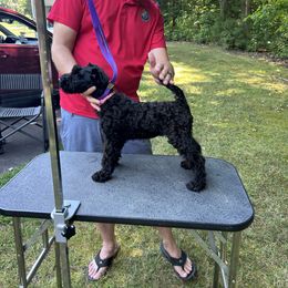 Kerry Blue Terrier Puppies from Eirebear Kerry Blue Terriers
