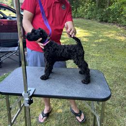 Kerry Blue Terrier Puppies from Eirebear Kerry Blue Terriers
