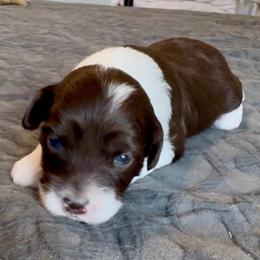 Sassafras - Brown and white female Aussiedoodle puppy in Rock Hill, South Carolina from LolliPop Farms