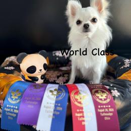 Baby - Chihuahua