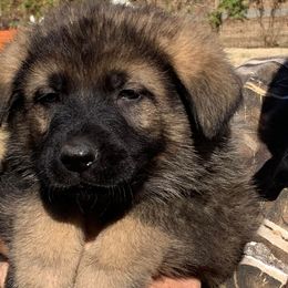Ozar - Sable German Shepherd puppy in Linwood, North Carolina from Johnson K9s