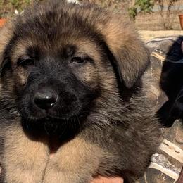 Ozar - Sable German Shepherd puppy in Linwood, North Carolina from Johnson K9s