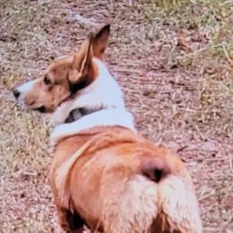 Gibby - Pembroke Welsh Corgi