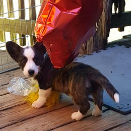 Cardigan Welsh Corgi Puppies from Solstice Kennels