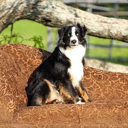Ryder - Australian Shepherd