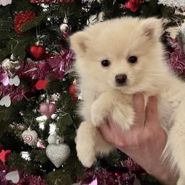 Isabella - White female Pomsky puppy in Long Grove, Illinois from Windy City Pomsky