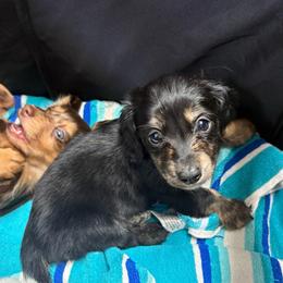 Girl 3 - Black and tan female Dachshund puppy in Hindsville, Arkansas from Okie Dokie Doxie