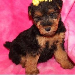 Gemma - Black and tan female Welsh Terrier puppy in Park Rapids, Minnesota from Peggy’s Terriers
