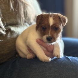 Laska - Brown and white male Jack Russell Terrier puppy in Yakima County, Washington from Saddle Rock Kennels
