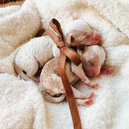 Poodle puppies from Reverie Poodles