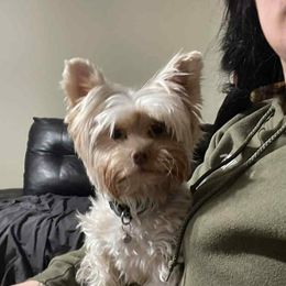 Mason - Yorkshire Terrier