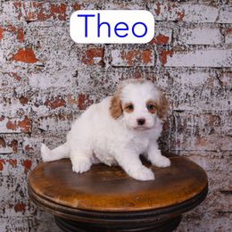 Theo - Red male Cavapoo puppy in Calhoun, Georgia from Happy Top Doodles